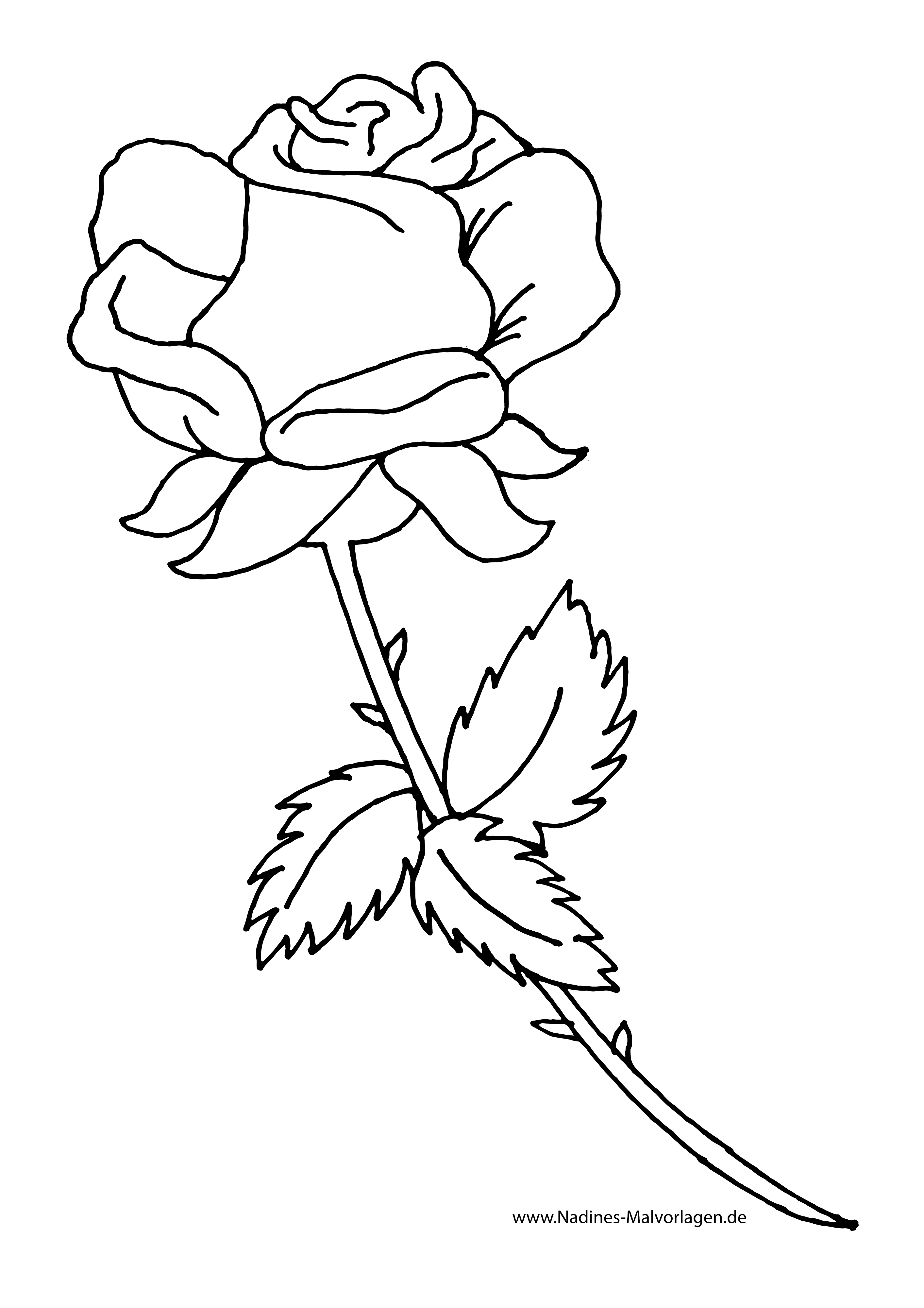 Ausmalbild Rote Rose