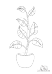 Ausmalbild Birkenfeige Benjamini Pflanze