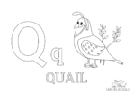 Ausmalbild Buchstabe Q steht für Quail (Englisch)