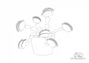 Ausmalbild Venusfliegenfalle